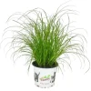 Exotenherz Katzengras Cyperus Alternifolius 3 Pflanzen zur Verdauungsunterstützung von Katzen