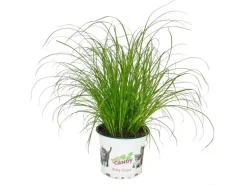 Exotenherz Katzengras Cyperus Alternifolius 3 Pflanzen zur Verdauungsunterstützung von Katzen