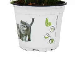 Exotenherz Katzengras Cyperus Alternifolius 3 Pflanzen zur Verdauungsunterstützung von Katzen