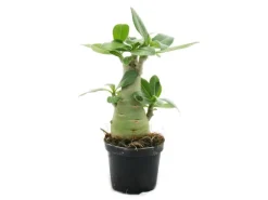 Exotenherz Kleine Wüstenrose Adenium Überraschungsfarbe 9cm Topf