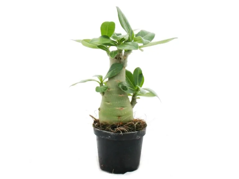 Exotenherz Kleine Wüstenrose Adenium Überraschungsfarbe 9cm Topf
