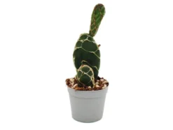 Exotenherz Kobra-Kaktus Opuntia Reticulata Cobra Augefallener Ohrenkaktus 6,5cm Topf