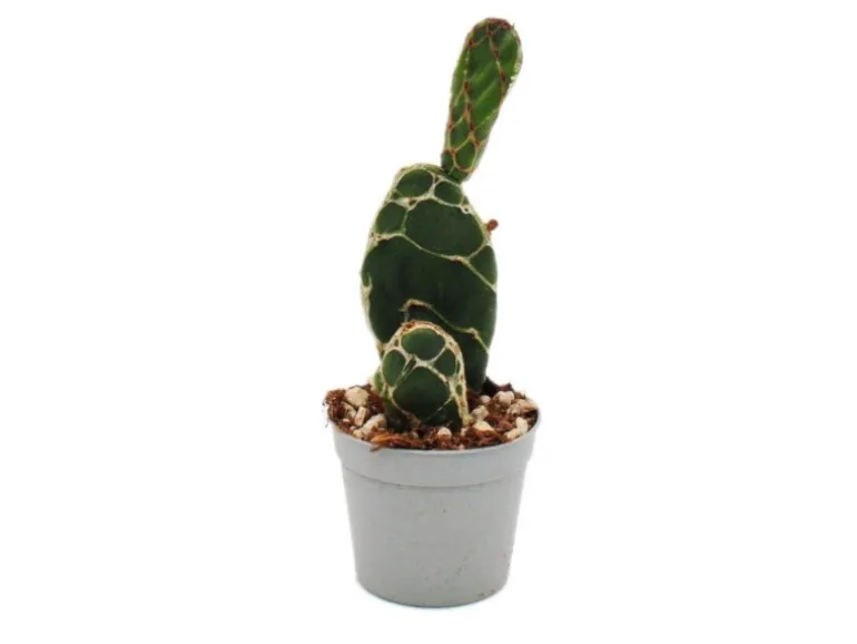 Exotenherz Kobra-Kaktus Opuntia Reticulata Cobra Augefallener Ohrenkaktus 6,5cm Topf