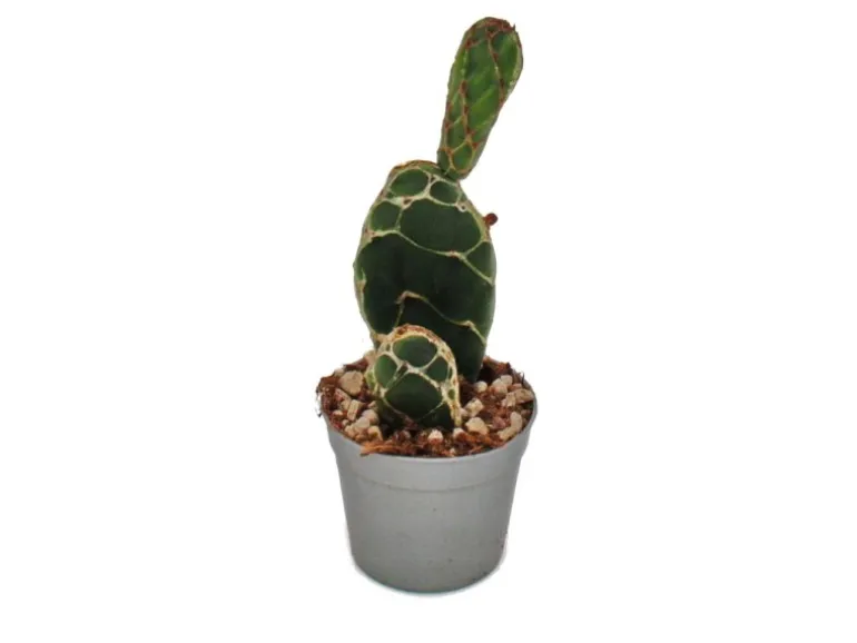 Exotenherz Kobra-Kaktus Opuntia Reticulata Cobra Augefallener Ohrenkaktus 6,5cm Topf