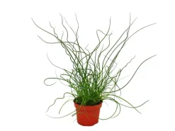 Exotenherz Liebeslocke Juncus Effusus Spiralis Korkenzieherbinse 12cm