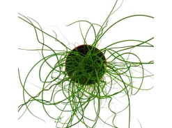 Exotenherz Liebeslocke Juncus Effusus Spiralis Korkenzieherbinse 12cm