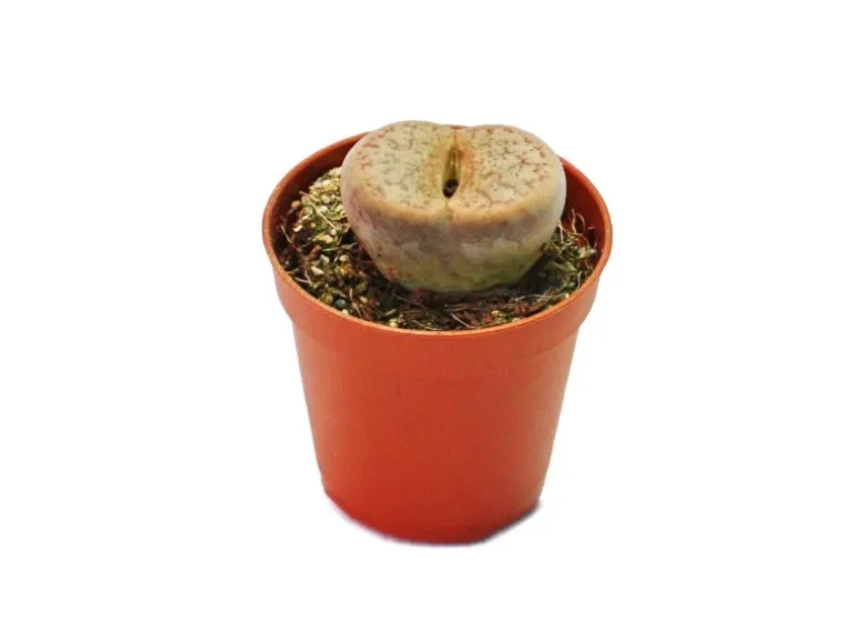 Exotenherz Lithops Lebender Stein im 5,5cm Topf