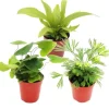 Exotenherz Mini Farn Trio Set mit 3 Verschiedenen Mini Farnen Asplenium Actiniopteris Hemionitis