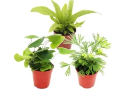 Exotenherz Mini Farn Trio Set mit 3 Verschiedenen Mini Farnen Asplenium Actiniopteris Hemionitis