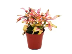 Exotenherz Mini Pflanze Alternanthera Dentata Papageienblatt Ideal für Kleine Schalen und Gläser Babyplant im 5,5cm Topf