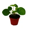 Exotenherz Mini Pilea Peperomioides Glückstaler Chinesischer Geldbaum Bauchnabelpflanze im 5,5cm Topf