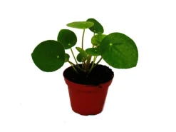 Exotenherz Mini Pilea Peperomioides Glückstaler Chinesischer Geldbaum Bauchnabelpflanze im 5,5cm Topf