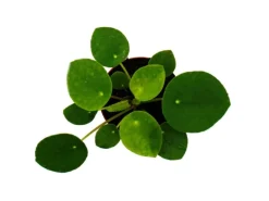 Exotenherz Mini Pilea Peperomioides Glückstaler Chinesischer Geldbaum Bauchnabelpflanze im 5,5cm Topf