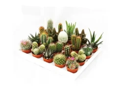 Exotenherz Mini-Kakteen Und Sukkulenten Set Mit 20 Pflanzen