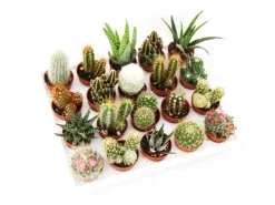 Exotenherz Mini-Kakteen Und Sukkulenten Set Mit 20 Pflanzen