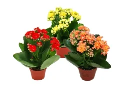 Exotenherz Minikalanchoe Rosalina Set mit 3 Verschiedene Pflanzen Flammendes Käthchen 5,5cm Topf