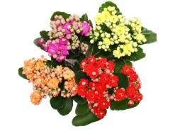 Exotenherz Minikalanchoe Rosalina Set mit 3 Verschiedene Pflanzen Flammendes Käthchen 5,5cm Topf