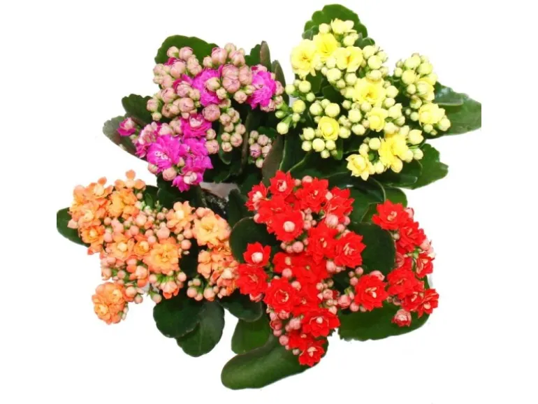 Exotenherz Minikalanchoe Rosalina Set mit 3 Verschiedene Pflanzen Flammendes Käthchen 5,5cm Topf