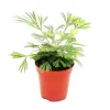 Exotenherz Minipflanze Actiniopteris Australis Palmwedelfarn Ideal für Kleine Schalen und Gläser Babyplant im 5,5cm Topf