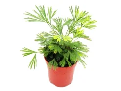 Exotenherz Minipflanze Actiniopteris Australis Palmwedelfarn Ideal für Kleine Schalen und Gläser Babyplant im 5,5cm Topf