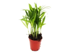 Exotenherz Minipflanze Chamaedorea Elegans Bergpalme Ideal für Kleine Schalen und Gläser Babyplant im 5,5cm Topf
