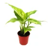 Exotenherz Minipflanze Dieffenbachia Dieffenbachie Ideal für Kleine Schalen und Gläser Babyplant im 5,5cm Topf