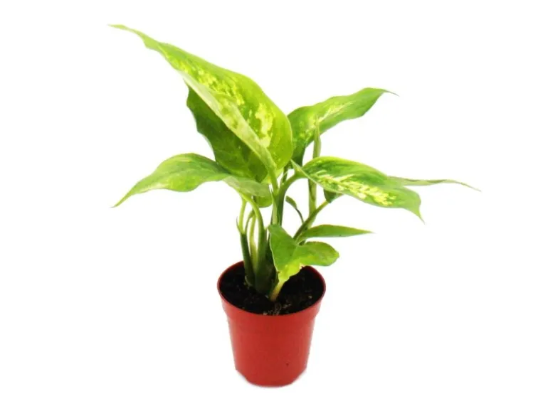 Exotenherz Minipflanze Dieffenbachia Dieffenbachie Ideal für Kleine Schalen und Gläser Babyplant im 5,5cm Topf