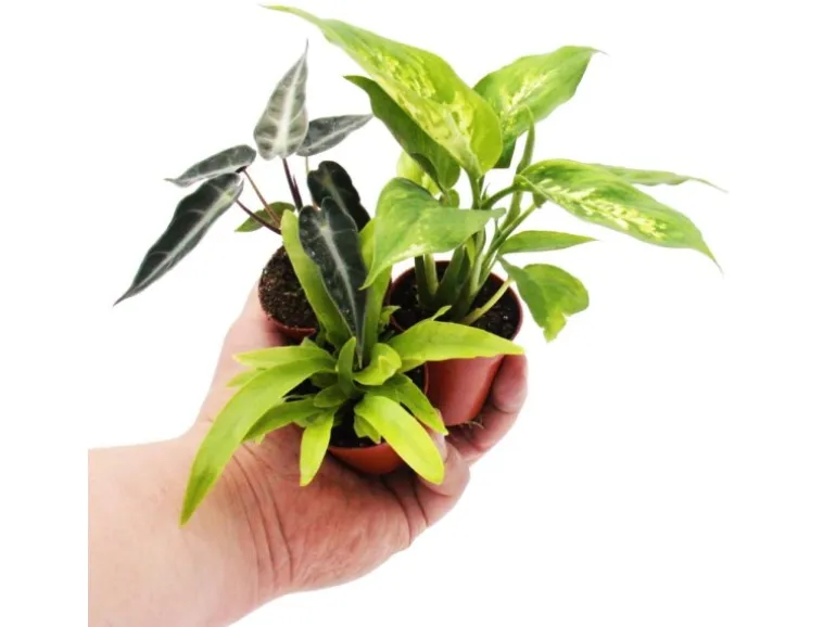 Exotenherz Minipflanze Dieffenbachia Dieffenbachie Ideal für Kleine Schalen und Gläser Babyplant im 5,5cm Topf