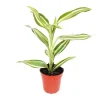Exotenherz Minipflanze Dracaena Sanderiana Drachenbaum Ideal für Kleine Schalen und Gläser Babyplant im 5,5cm Topf