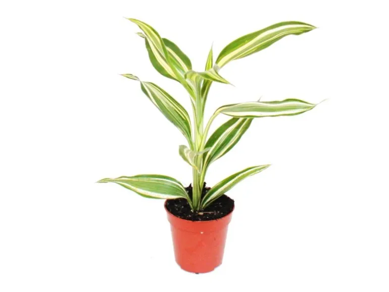 Exotenherz Minipflanze Dracaena Sanderiana Drachenbaum Ideal für Kleine Schalen und Gläser Babyplant im 5,5cm Topf
