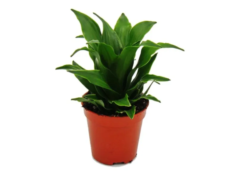 Exotenherz Minipflanze Dracaena Compacta Drachenbaum Ideal für Kleine Schalen und Gläser Babyplant im 5,5cm Topf