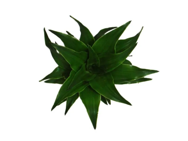 Exotenherz Minipflanze Dracaena Compacta Drachenbaum Ideal für Kleine Schalen und Gläser Babyplant im 5,5cm Topf