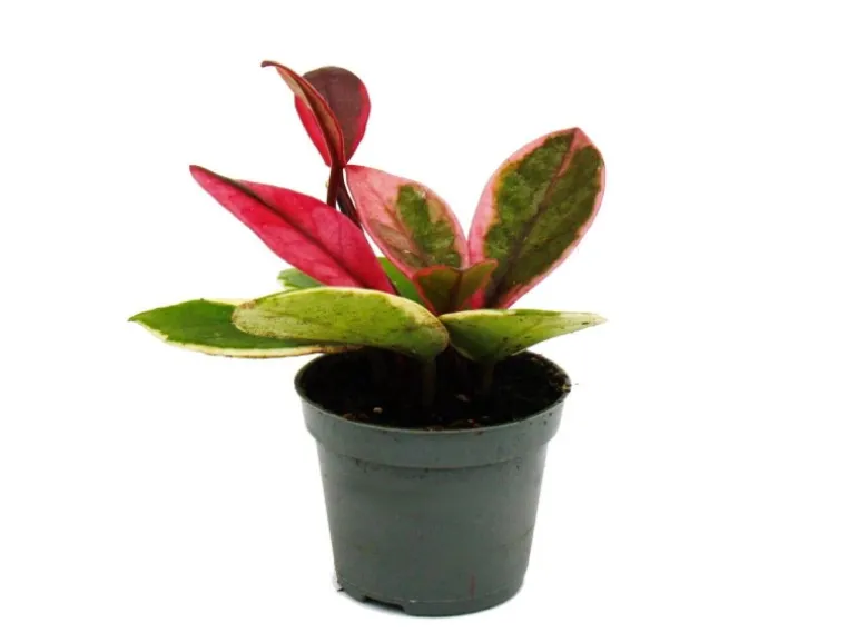 Exotenherz Minipflanze Hoya Flaming Dream Rotblättrige Porzellanblume Wachsblume Babyplant 6,5cm Topf