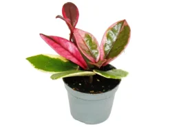 Exotenherz Minipflanze Hoya Flaming Dream Rotblättrige Porzellanblume Wachsblume Babyplant 6,5cm Topf