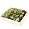 Exotenherz Mini-Sukkulenten 3,5cm Topf Holzkiste Mit 30 Pflanzen