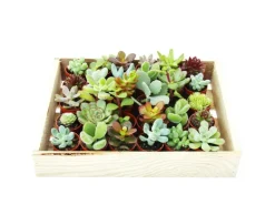 Exotenherz Mini-Sukkulenten 3,5cm Topf Holzkiste Mit 30 Pflanzen