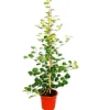 Exotenherz Mispelfeige Ficus Deltoidea 17cm Topf ca. 80cm Hoch