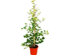 Exotenherz Mispelfeige Ficus Deltoidea 17cm Topf ca. 80cm Hoch