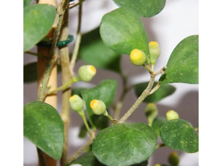 Exotenherz Mispelfeige Ficus Deltoidea 17cm Topf ca. 80cm Hoch
