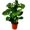 Exotenherz Monstera Deliciosa Fensterblatt 21cm Topf ca. 50-60cm Hoch
