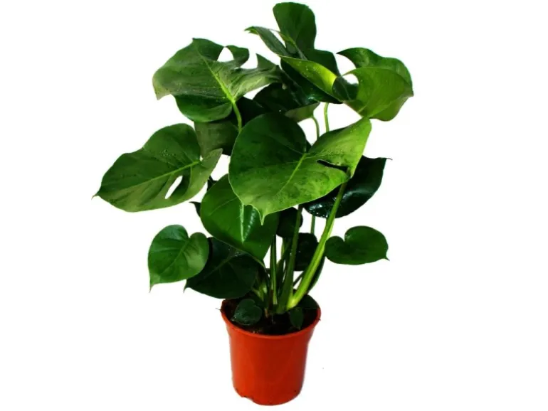 Exotenherz Monstera Deliciosa Fensterblatt 21cm Topf ca. 50-60cm Hoch