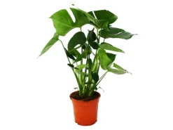 Exotenherz Monstera Deliciosa Fensterblatt 21cm Topf ca. 50-60cm Hoch