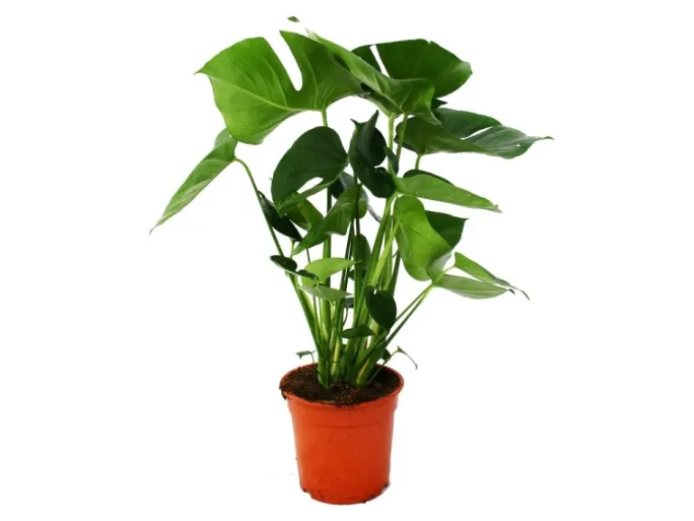 Exotenherz Monstera Deliciosa Fensterblatt 21cm Topf ca. 50-60cm Hoch