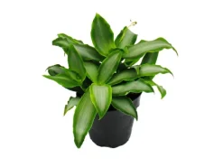 Exotenherz Murdannia Loriformis Bright Star Niedrig Wachsende Zimmerpflanze 12cm Topf