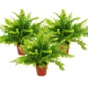 Exotenherz Nephrolepis 3er Set Schwertfarn 12cm