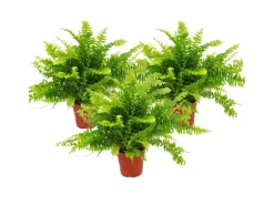 Exotenherz Nephrolepis 3er Set Schwertfarn 12cm