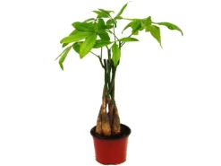 Exotenherz Pachira Aquatica Glückskastanie 12cm Topf
