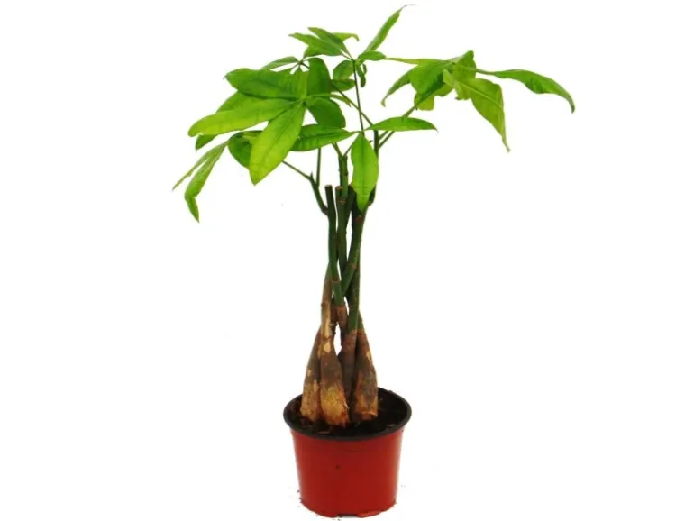 Exotenherz Pachira Aquatica Glückskastanie 12cm Topf