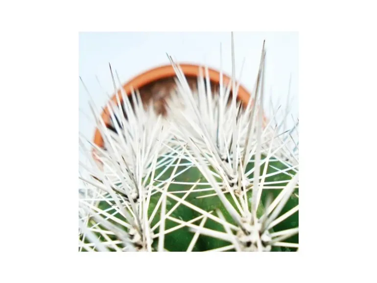 Exotenherz Pachycereus Pringley Kleine Pflanze im 5,5cm Topf