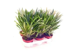 Exotenherz Pachypodium Lameri Echte Madagaskar-Palme 12cm Topf